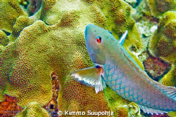 Nice fish by Kimmo Suupohja 